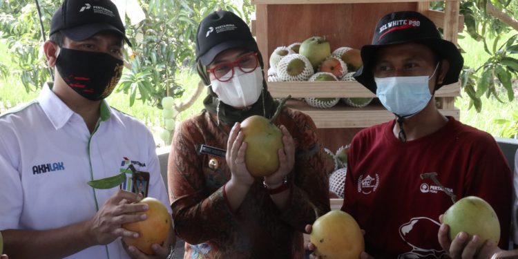 Bupati Perdana Panen ‘Si Bongsor’ Mangga Agrimania