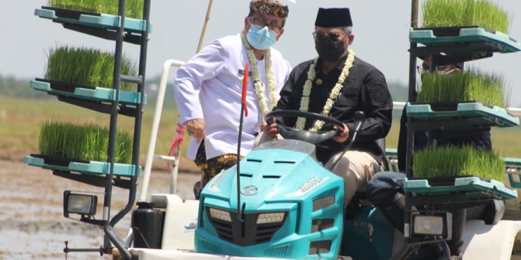 Bupati Cirebon Dampingi Wakil Menteri Pertanian RI Tanam Padi Gunakan Alat Mesin Pertanian Modern Di Area Persawahan Desa Guwa Lor