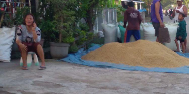 Panen Raya di Kecamatan Gabuswetan