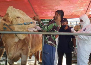 DKPP Kabupaten Indramayu Waspadai Penyakit PMK pada Hewan