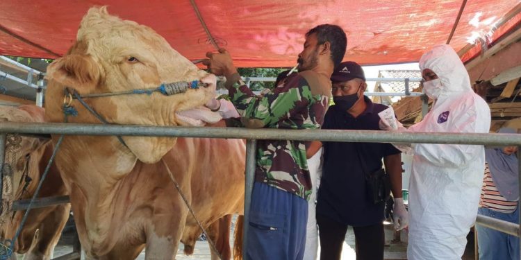 DKPP Kabupaten Indramayu Waspadai Penyakit PMK pada Hewan