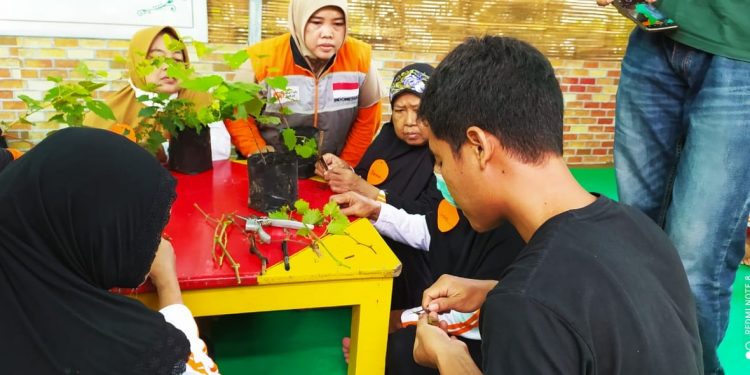 Para Lansia di Indramayu Mengikuti Pelatihan Grafting Anggur