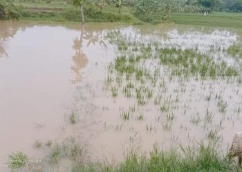 Sungai Cilalang Meluap, Rendam Tanaman Padi
