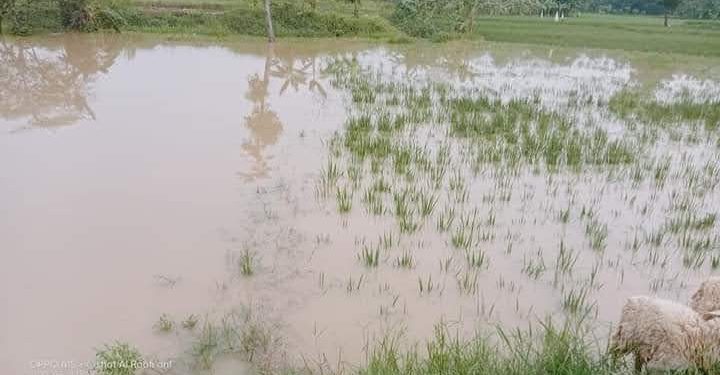 Sungai Cilalang Meluap, Rendam Tanaman Padi