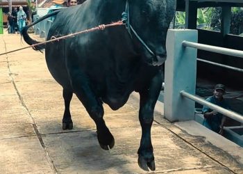 DPKP Indramayu Mewaspadai Penyaki Mulut dan Kuku pada Hewan