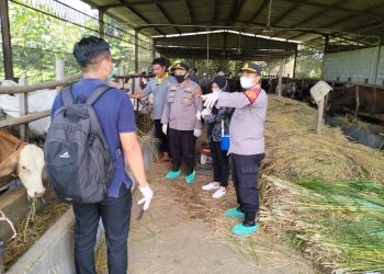 Antisipasi PMK, Satbinmas Polresta Cirebon Laksanakan Monitoring Hewan Ternak