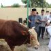 Polresta Cirebon Distribusikan Puluhan Hewan Kurban ke Sejumlah Pondok Pesantren