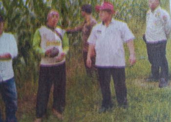 Cikawung Indramayu Miliki Potensi Pertanian Jagung