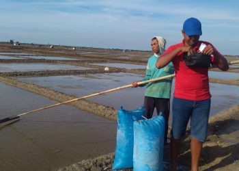Musim Kemarau Petani Garam Aktifitas Lagi