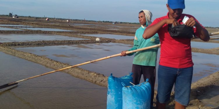 Musim Kemarau Petani Garam Aktifitas Lagi