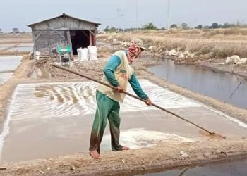Pertanian Garam di Indramayu Masuki Musim Panen