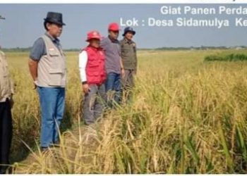 Kecamatan Bongas Indramayu Panen Perdana 
