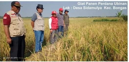 Kecamatan Bongas Indramayu Panen Perdana