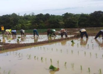 Desa Tanjungkerta , Kecamatan Kroya Kabupaten Indramayu Tanam Padi Lebih Awal.