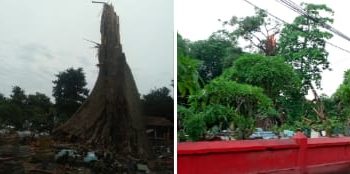 Randu Alas Purba Salah Satu Tumbang di Kabupaten Cirebon.