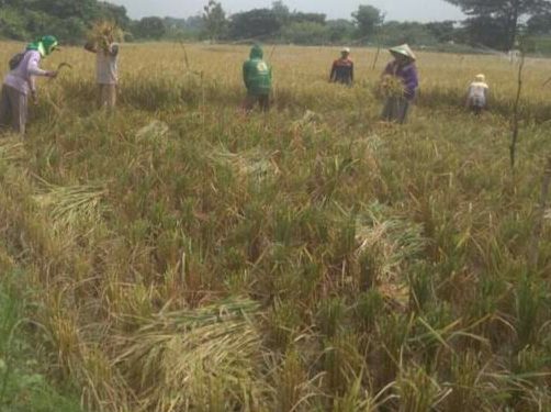 Imbas Hujan, Petani di Kecamatan Kroya Terpaksa Tunda Panen Padi