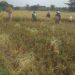 Imbas Hujan, Petani di Kecamatan Kroya Terpaksa Tunda Panen Padi