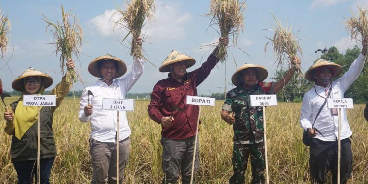 Panen Padi Nusantara 1 Juta Hektare, Indramayu Lakukan Panen di Jatimunggul