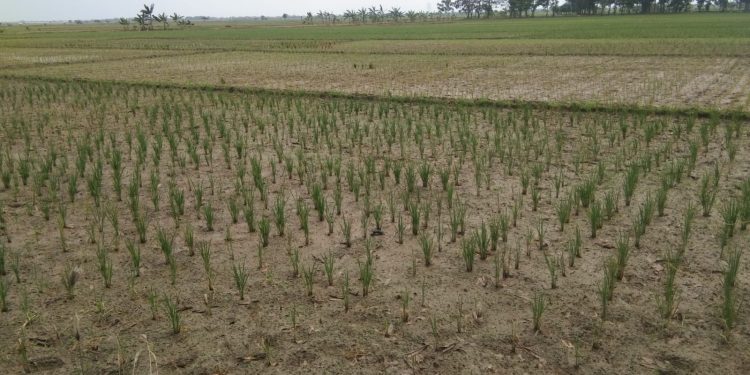 Tanaman Padi Di Dua Kecamatan Alami Kekeringan