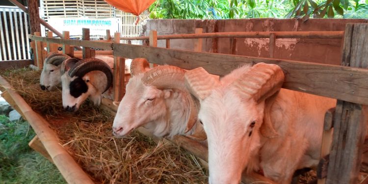Kambing Buat Kurban  Harus di periksa Dokter Hewan