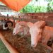 Kambing Buat Kurban  Harus di periksa Dokter Hewan