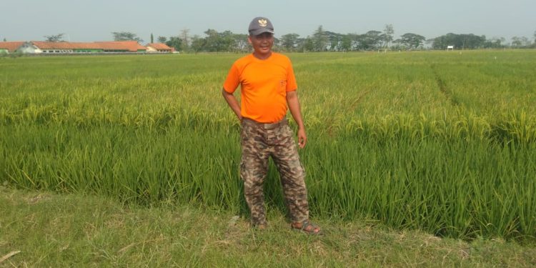 Ratusan Hektar Tanaman Padi Desa Kreyo Dipastikan Gagal Panen 