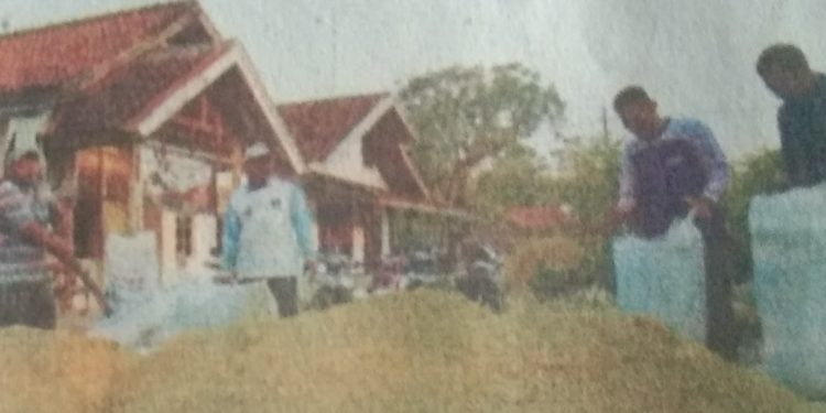 Harga Gabah Kering Tani Musim Tanam Gaduh Mencapai Rp 7.400 /Kg