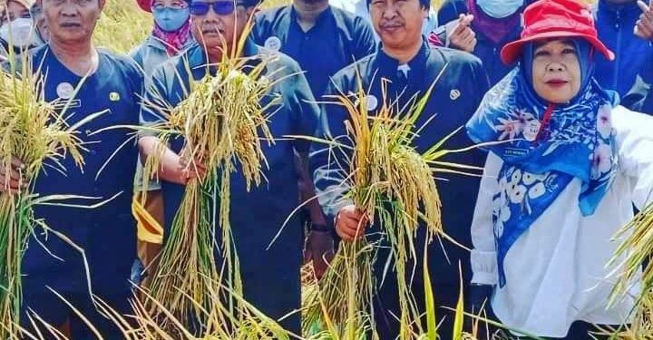Hasil Panen Gaduh Musim Tanam 2023 Mencapai  8,5 Ton /Hektar
