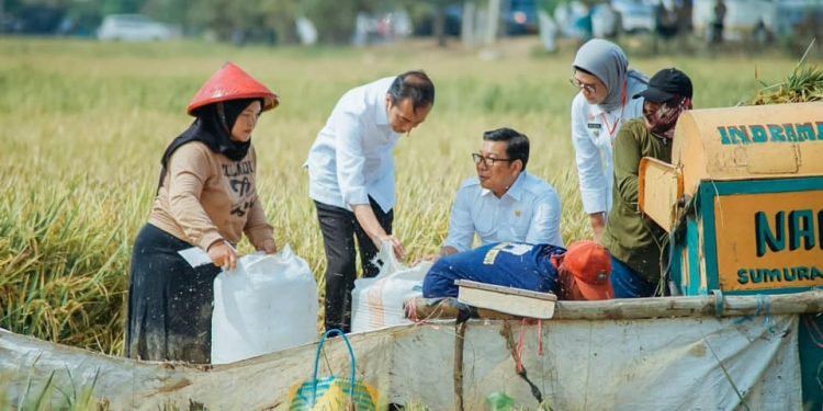 Jokowi Panen Raya Padi MT Kemarau di Indramayu