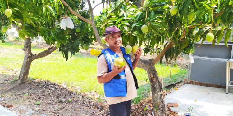 Mangga Agrimania, Si Bongsor dari Indramayu