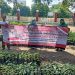 Bupati Nina Instruksikan Gerakan  Menanam Cabe 