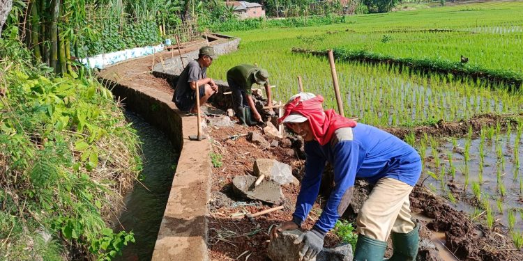 Wujudkan Program Ketahanan Pangan, Pemdes Pasawahan Bangun TPT JUT￼