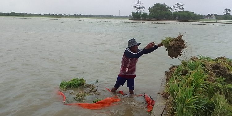 Banjir Rendam Puluhan Hektare Sawah di Arahan Indramayu