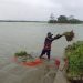 Banjir Rendam Puluhan Hektare Sawah di Arahan Indramayu