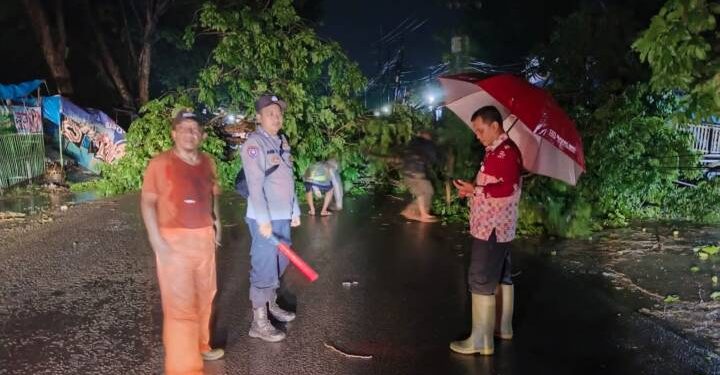 Cuaca Ekstrim Berpotensi Banyak Pohon Tumbang