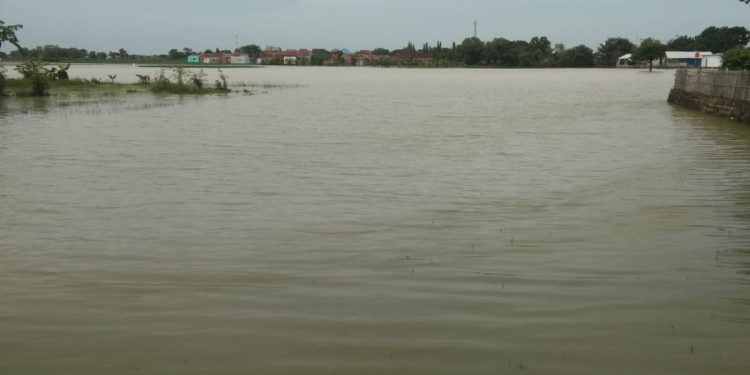 Ratusan Hektare Tanaman Padi Terendam Banjir