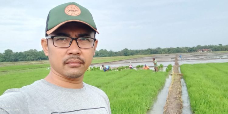 Miris, Musim Panen Harga Gabah Malah Anjlok, Petani Menjerit, Berteriak Dan Merana