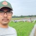 Miris, Musim Panen Harga Gabah Malah Anjlok, Petani Menjerit, Berteriak Dan Merana