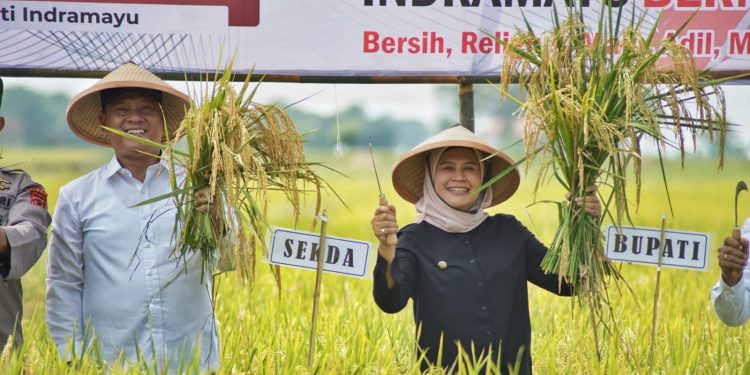 Gunakan Benih Padi Unggul , Indramayu Gelar Panen Raya 