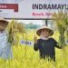 Gunakan Benih Padi Unggul , Indramayu Gelar Panen Raya 