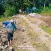 Pemerintah Desa Susukanagung Bangun Jalan Usaha Tani