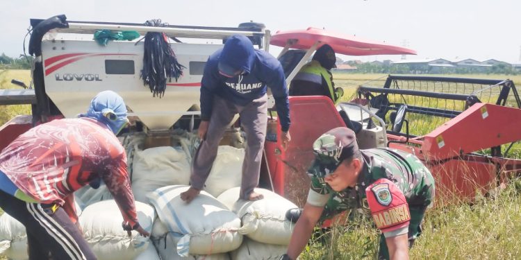 Babinsa Koramil 1403/Lemahwungkuk Turun ke Lapangan untuk Dukung Percepatan Panen Padi