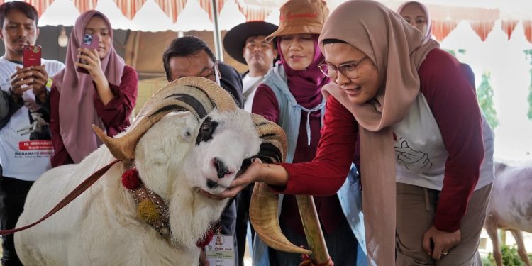Wujudkan Bibit Berkualitas  Peternak Sejahtera Menuju Indramayu Bermartabat