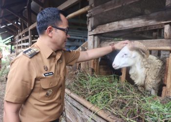 Pj Bupati Cirebon : Kabupaten Cirebon Surplus Stok Hewan Kurban