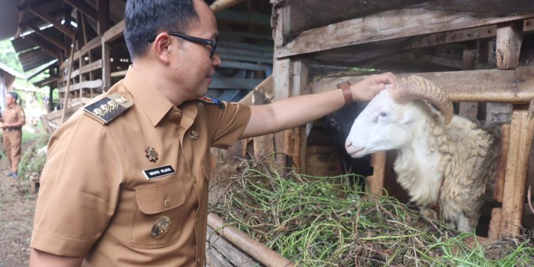 Pj Bupati Cirebon : Kabupaten Cirebon Surplus Stok Hewan Kurban