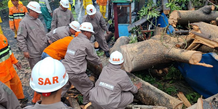 Tim SAR Kompi 1 Brimob Gerak Cepat Evakuasi Pohon Tumbang di Jalan 