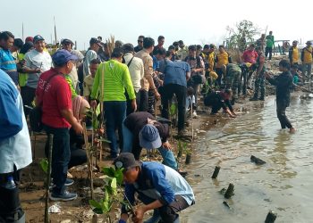 Pj Walikota Cirebon Pimpin Aksi Penanaman 10.000 Pohon Mangrove di Pesisir Kota Cirebon 