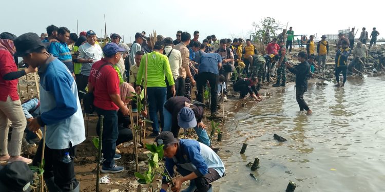 Pj Walikota Cirebon Pimpin Aksi Penanaman 10.000 Pohon Mangrove di Pesisir Kota Cirebon