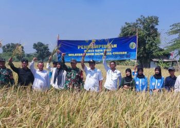 Panen Raya Perdana di Desa Tegalgubug: Kuwu Muhammad As’ad dan Koramil Bersama BPP Tunjukkan Komitmen pada Pertanian