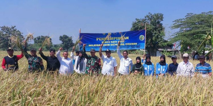 Panen Raya Perdana di Desa Tegalgubug: Kuwu Muhammad As’ad dan Koramil Bersama BPP Tunjukkan Komitmen pada Pertanian